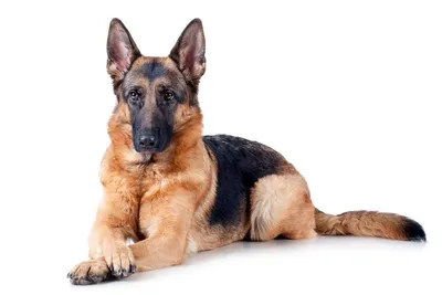 Как назвать щенка немецкой овчарки | Purina