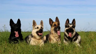 Самые популярные породы собак: от немецкой овчарки до йоркширского терьера»  — создано в Шедевруме