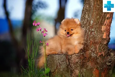 Royal Canin Breed dog Pomeranian Adult / Сухой корм для взрослых собак  породы Померанский Шпиц от 8 месяцев и старше 1,5кг - купить с доставкой по  выгодным ценам в интернет-магазине OZON (747403630)