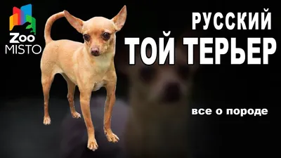 Русский той (той-терьер) – все о собаке, описание породы, фото, щенки той-терьера  | Блуберри Найтс питомник русских тоев РКФ-ФЦИ