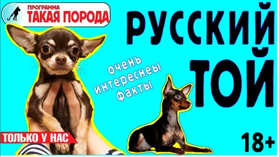 Русский той терьер (русский той, той терьер) - фото. Фотогалерея питомника  Арт-Атлантис