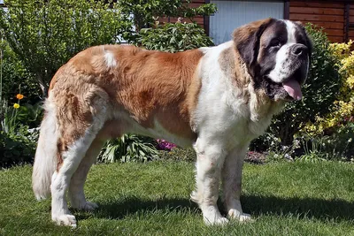 Сенбернар (Saint Bernard) - это порода собак известная во всем мире.  Описание, отзывы, фото породы.