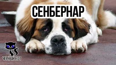 Сенбернар - 🐕 описание породы, характер собак, особенности содержания