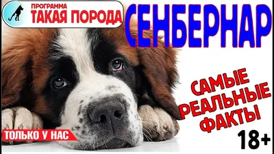 Собака породы Сенбернар: спасатель и друг | Породистые хвостики | Дзен