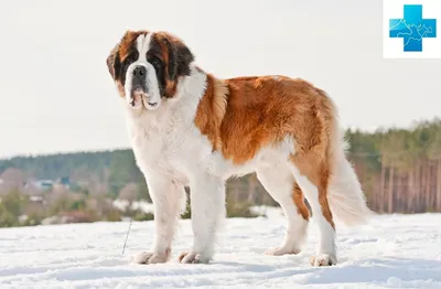 Сенбернар (Saint Bernard) - это порода собак известная во всем мире.  Описание, отзывы, фото породы.