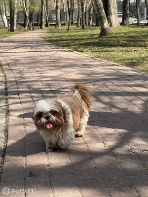 Ши-тцу (фото моих стрижек) » SherryLay Grooming. Стрижка собак (груминг) на  Борщаговке в Киеве. Тримминг шерсти. Святошинский район проспект Леся  Курбаса 17.