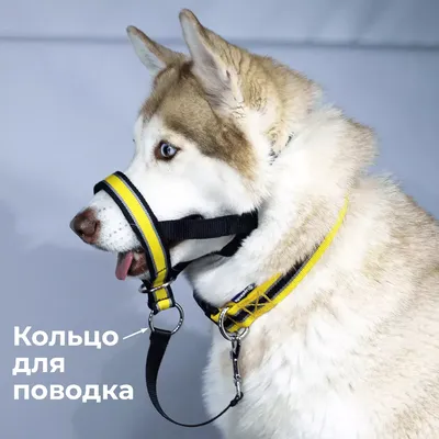 Большие породы собак – топ-15 крупных пород с фото – ProPlan.ru