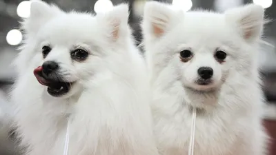BB.lv: Две породы собак, которые чаще всего разочаровывают владельцев