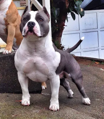 Заводчик американских булли | DOGNIK BULLS
