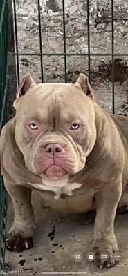 Памятка дачника: Американский булли и дача. - Best Neva Bullies