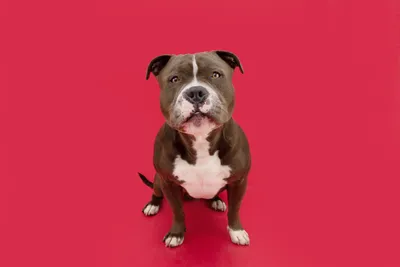Пропала собака: американский булли, Московская обл. | Pet911.ru