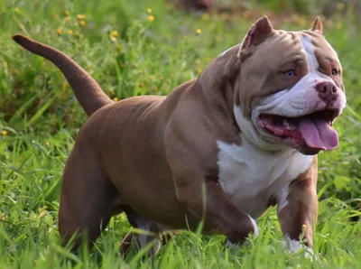 Американские булли в России - питомник Ultimate Bully!