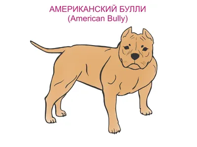 О породах собак №66. Американский булли; шорти-буллс. | Пикабу