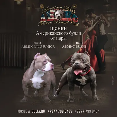 Архив Американский булли ✔️ 55 000 грн. ᐉ Американский булли в Одессе на  BON.ua 98965570