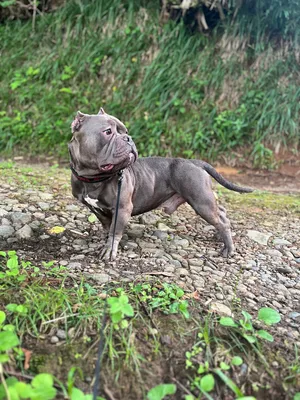 SplendidBully American bully in Ukraine - Отвечу здесь всем. Относительно  Халка очень давно ведутся споры - какой же он породы. Никто не видел его  родителей, по крайней мере я не нашла достоверной