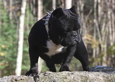 Американский булли - Продажа щенков - American Bully in Moscow