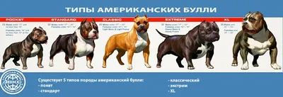 Знакомим с символами #GG! Статья об идеальных компаньонах