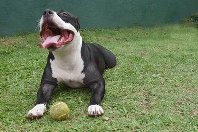 American Bully Russia - ABKC - American Bully Kennel Club @theabkc  http://theabkcdogs.org 🇺🇸Американская кинологическая организация,  регистрирующая большинство пород собак «булли»-типа: ✓ Американский Булли ✓  Староанглийский бульдог ✓ Шорти булли ...