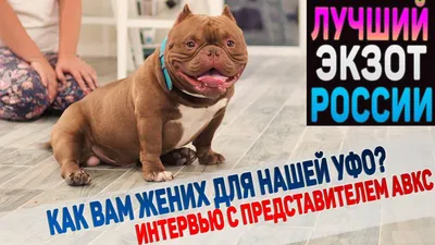 Американский Булли ║ American Bully | ВКонтакте