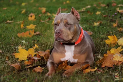 Американский Булли ║ American Bully | ВКонтакте