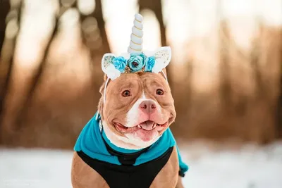 Американский булли: здоровье и продолжительность жизни | For Pet | Дзен