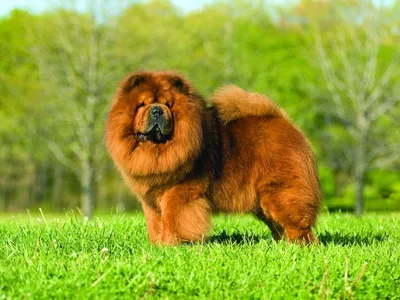 Чау-чау собака: фото, характер, описание породы