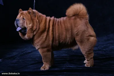 Фоторелистичная фотография собаки чау …» — создано в Шедевруме