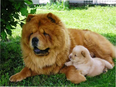 Собаки породы чау-чау (фото): своенравный домашний лев Смотри больше  http://kot-pes.com/sobaki-porody-chau-chau-foto-svoenrav… | Cute dogs,  Fluffy dogs, Dog breeds