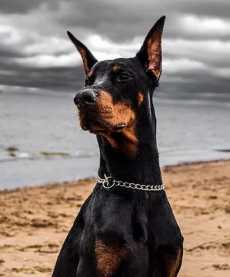 собака #dog #доберман #doberman #эстетика #aesthetics в 2022 г | Доберман-пинчер,  Собаки, Милые собак… | Doberman pinscher, Doberman pinscher puppy, Very  cute dogs