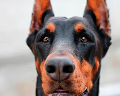 экстерьер собаки doberman стоковое изображение. изображение насчитывающей  намордник - 20435407