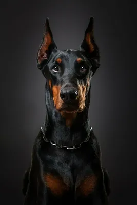 Красивый Доберман (55 фото) | Смешные фото собак, Фото собак, Доберман щенки