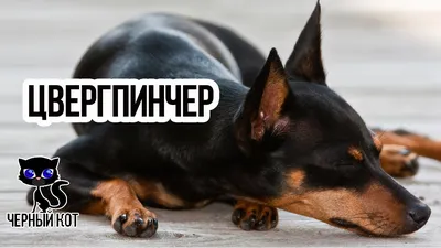 Потерялся карликовый пинчер - Пропавшие собаки Москвы
