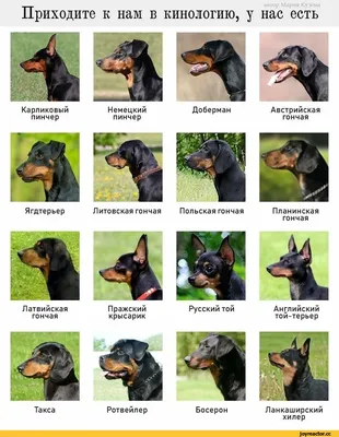 Цвергпинчер (Карликовый пинчер) / Zwergpinscher - PetsPoint.ru
