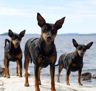 Собака Карликовый пинчер, Москворецкая набережная | Pet911.ru