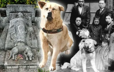Собака Хатико сидит ждёт хозяина…» — создано в Шедевруме