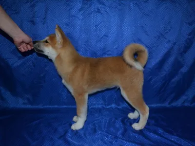 Хатико - порода собаки акита-ину - фото
