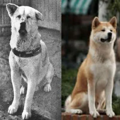 Собака Хатико белая грустная, …» — создано в Шедевруме