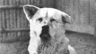Японская собака хатико - 66 фото