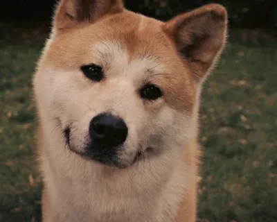 Хатико: Самый верный друг\"-фильм и реальные события. Невероятная история  пса, который ждал умершего хозяина до конца жизни. | Мир в кармане. | Дзен