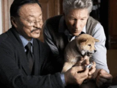 Не только Хатико: собачьи породы родом из Японии | Konnichiwa Club | Всё о  Японии | Дзен