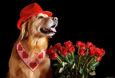 Собака с цветком в зубах - 68 фото