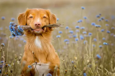 Китайский Crested щенок собаки с букетом цветов Стоковое Изображение -  изображение насчитывающей прелестное, портрет: 175845211