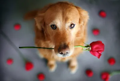 Собака с букетом цветов - весенний постер - купить в Петербурге