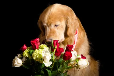 Собака с букетом цветов - 70 фото
