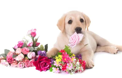 Пушистая любовь: роза Нина, ароматная маттиола и диантус + игрушка для  собаки в подарок по цене 7500 ₽ - купить в RoseMarkt с доставкой по  Санкт-Петербургу