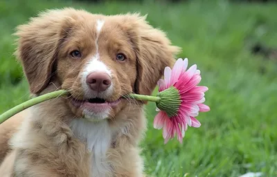Букет собака из цветов - 66 фото