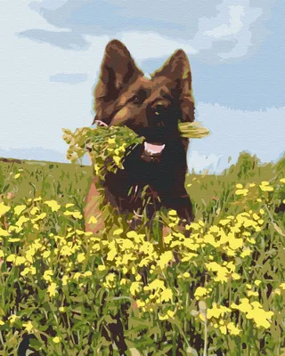 Собака Corgi находится в саду в траве с букетом синих цветов незабудок и  грустно Стоковое Фото - изображение насчитывающей цветок, разведенными:  185249018