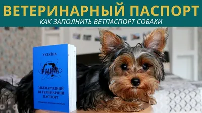 Породный ветеринарный паспорт зоотовар для собак и щенков породы сибирский  хаски, ветпаспорт, документ - купить с доставкой по выгодным ценам в  интернет-магазине OZON (407243815)
