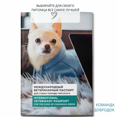 Ветеринарный паспорт для собаки – что это и как сделать ветпаспорт?