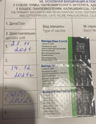 Ветпаспорт, ветеринарный международный паспорт для собак, комплект 10 шт. —  купить в Красноярске. Состояние: Новое. Другое (растения и животные) на  интернет-аукционе Au.ru